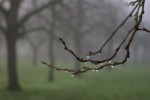 Parels van de herfst.