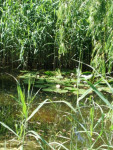 Waterlelies en kikkers in de vijver.
